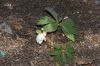 image of Helleborus niger