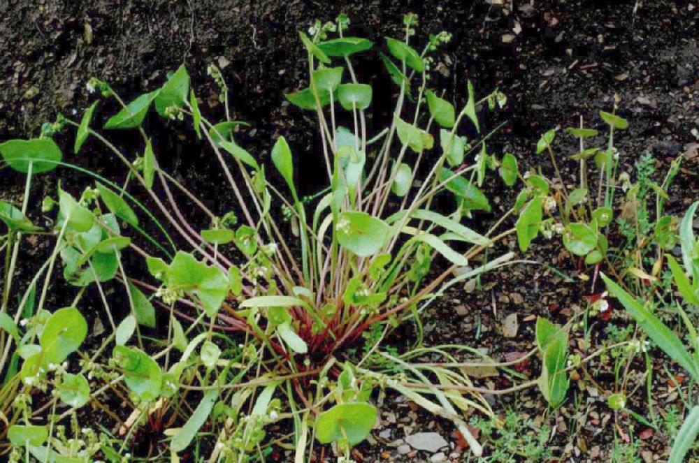 Montiaceae Claytonia perfoliata