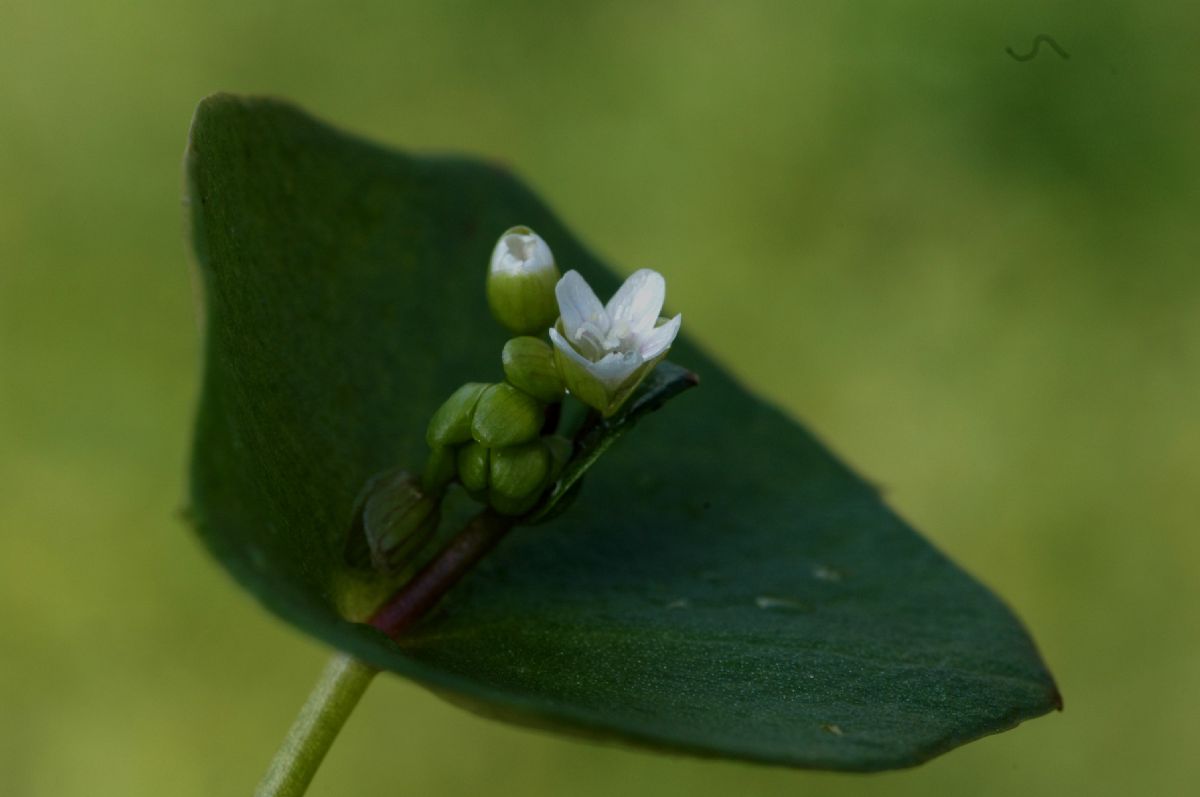 Montiaceae Claytonia perfoliata