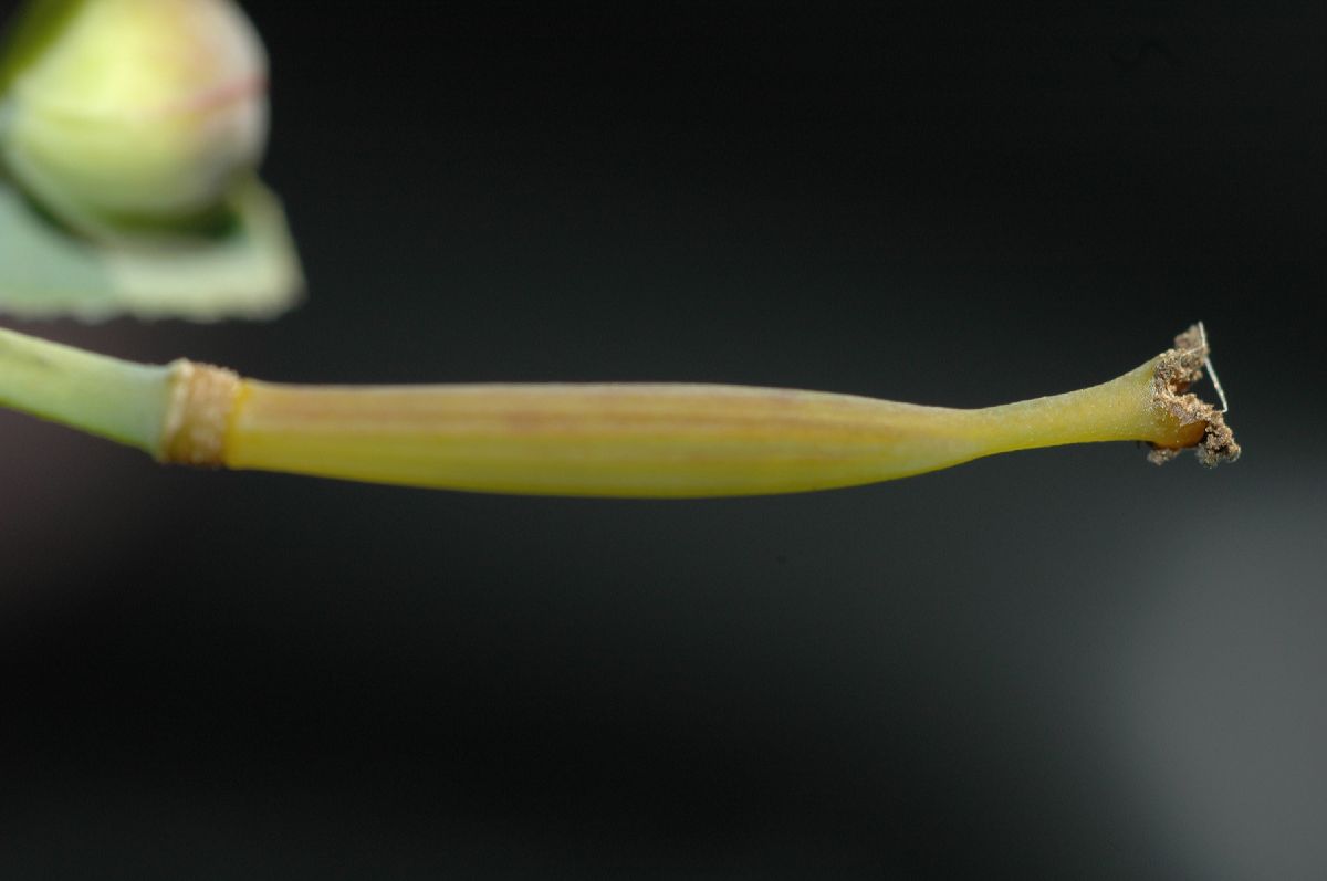 Papaveraceae Dendromecon rigida