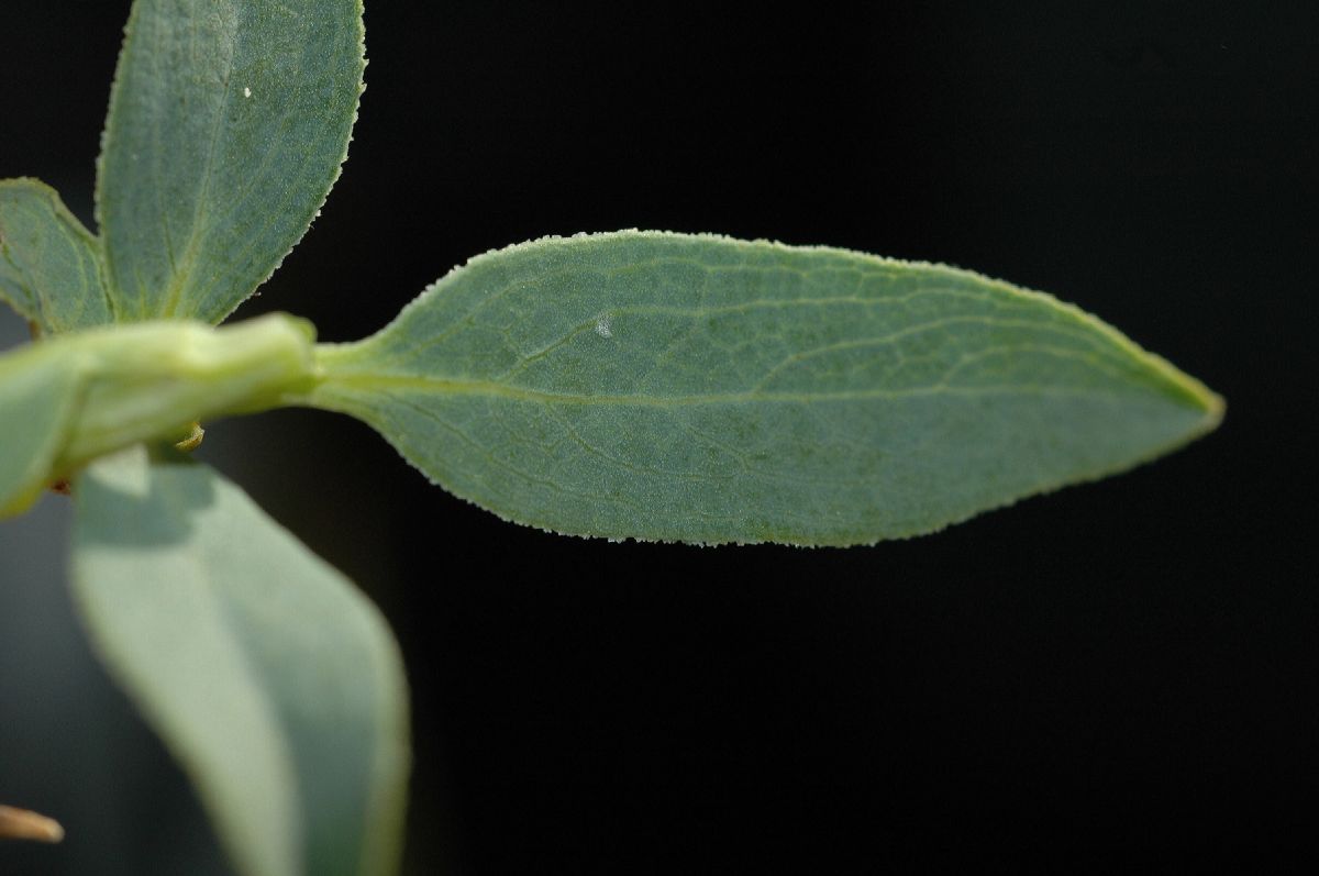 Papaveraceae Dendromecon rigida