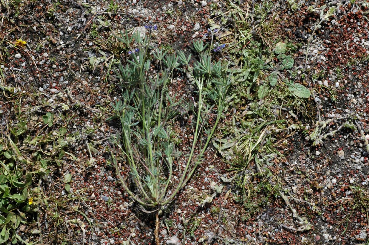 Fabaceae Lupinus nanus