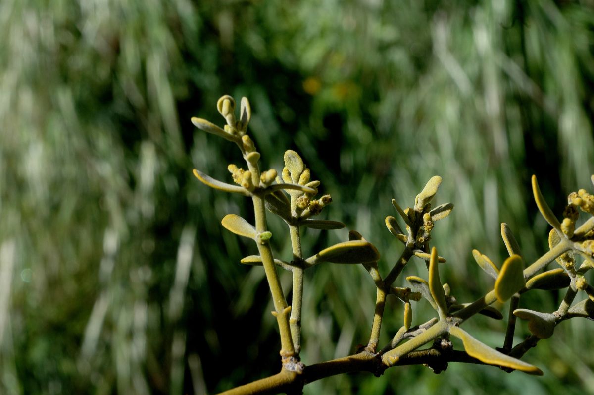 Viscaceae Phoradendron villosum