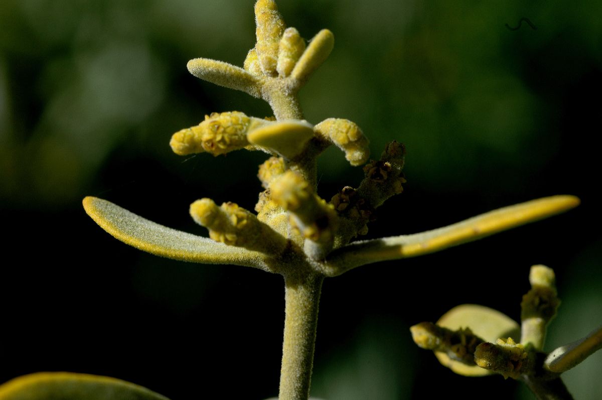 Viscaceae Phoradendron villosum
