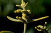 image of Phoradendron villosum