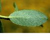 image of Salix lasiolepis