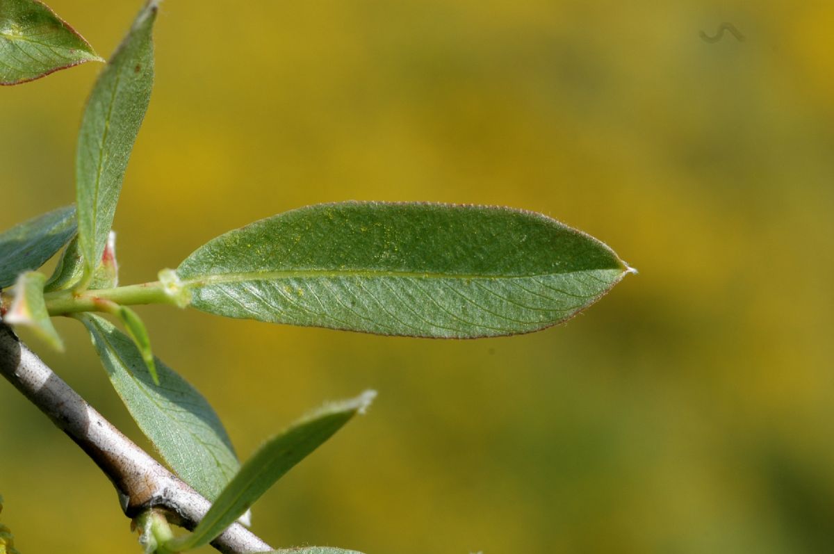 Salicaceae Salix lasiolepis