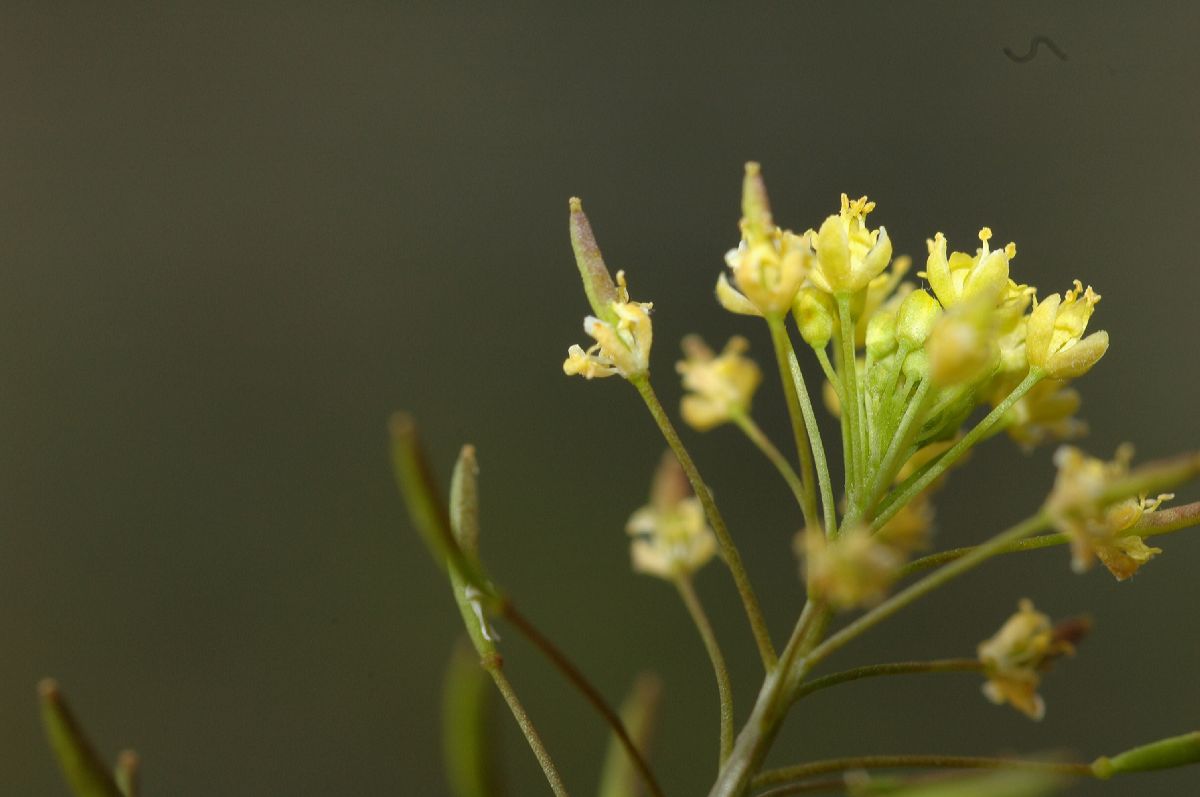 Brassicaceae Descurainia incisa