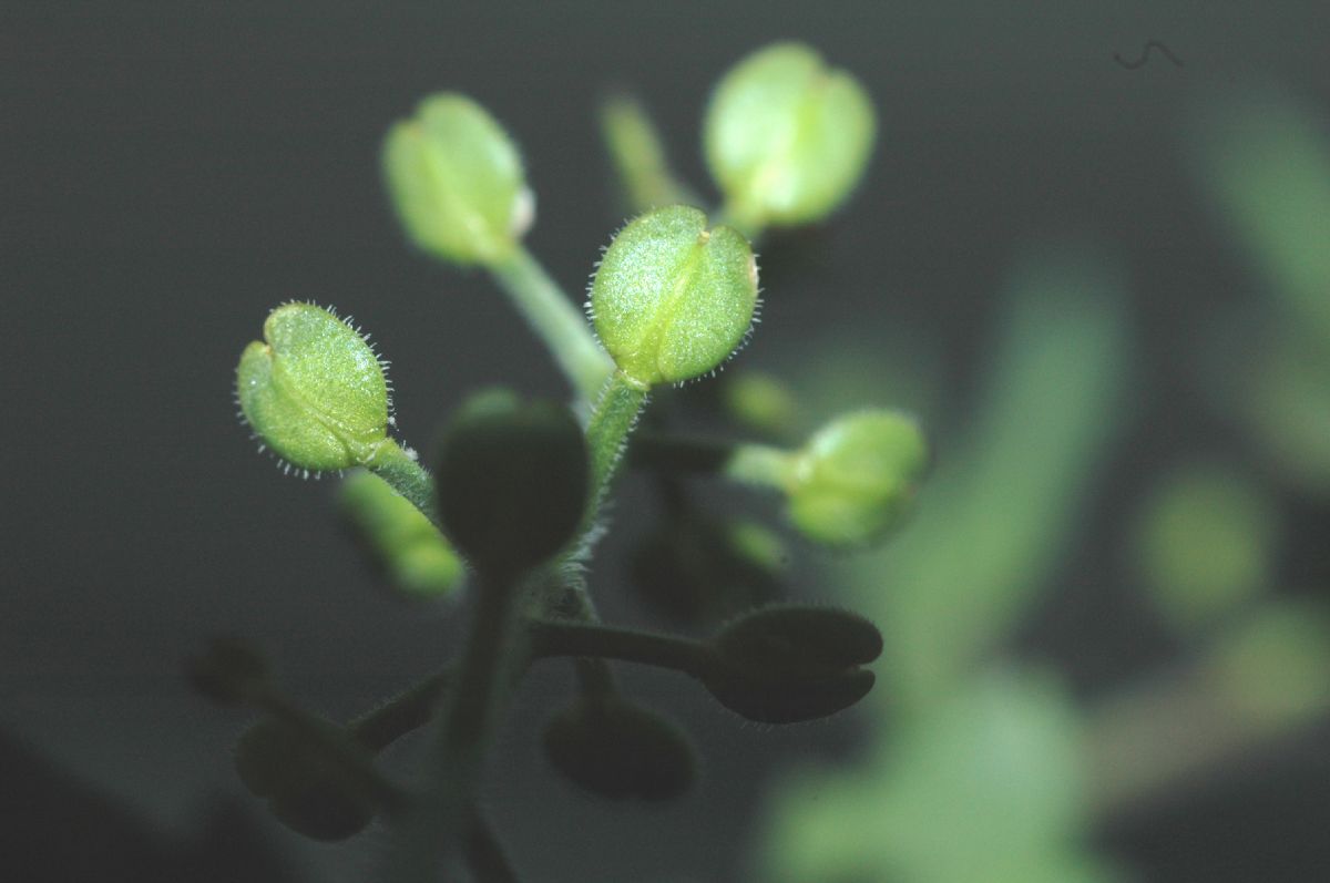 Brassicaceae Lepidium nitidum