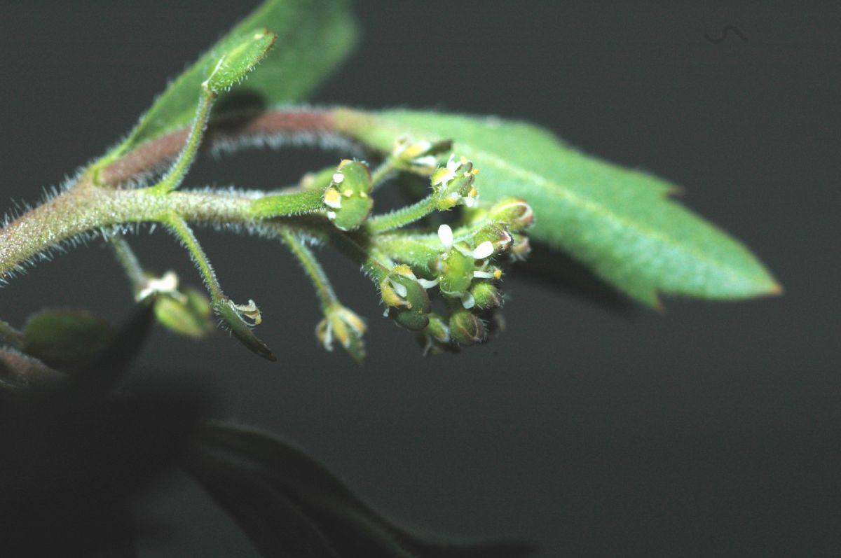 Brassicaceae Lepidium nitidum