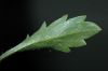 image of Lepidium nitidum