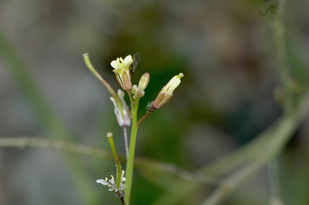 Brassicaceae Raphanus raphanistrum