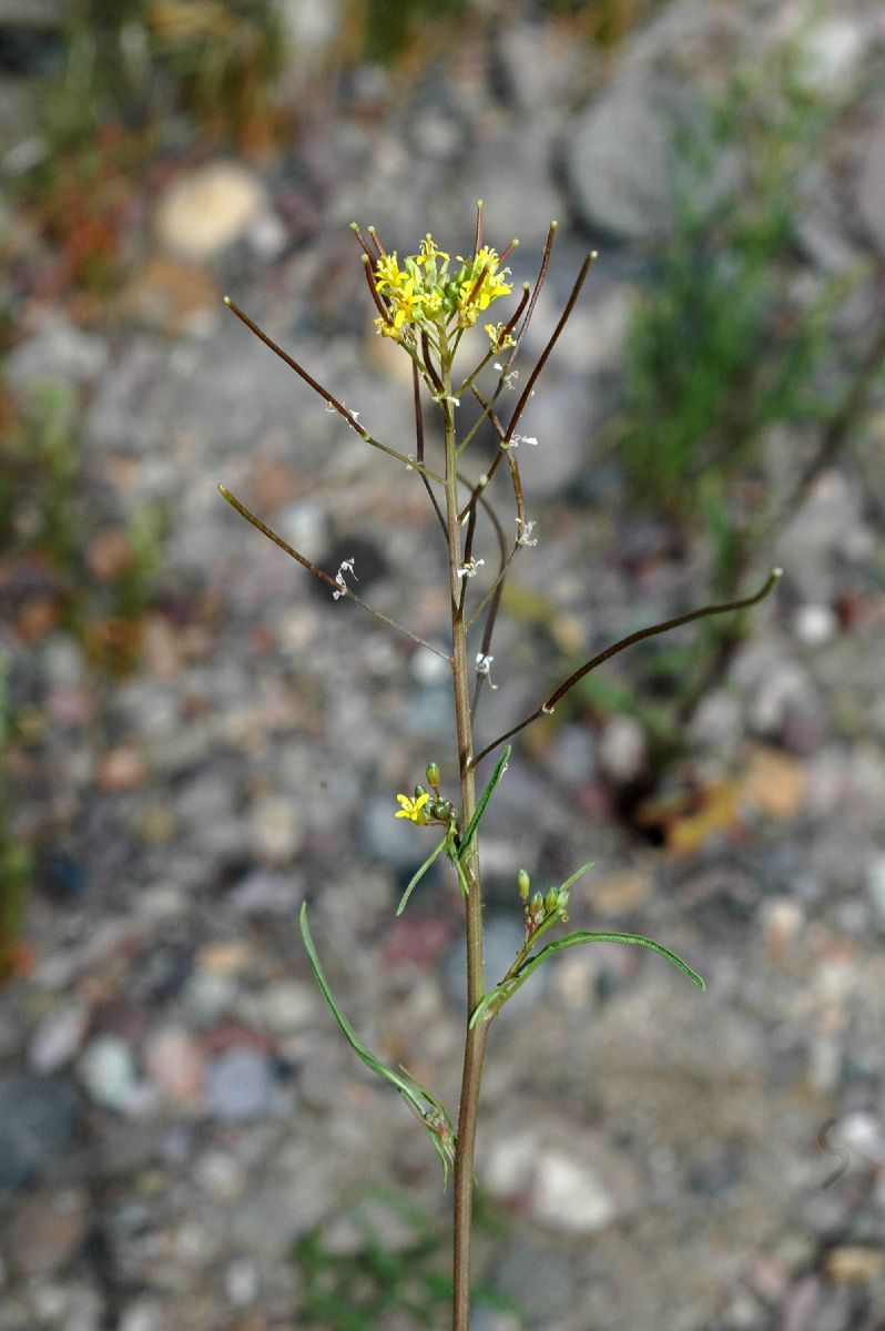 Brassicaceae Sisymbrium altissimum