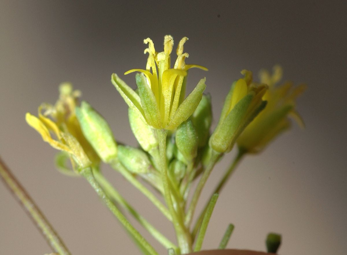Brassicaceae Sisymbrium altissimum