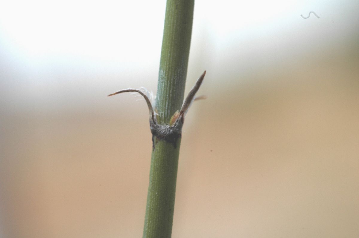 Ephedraceae Ephedra funerea