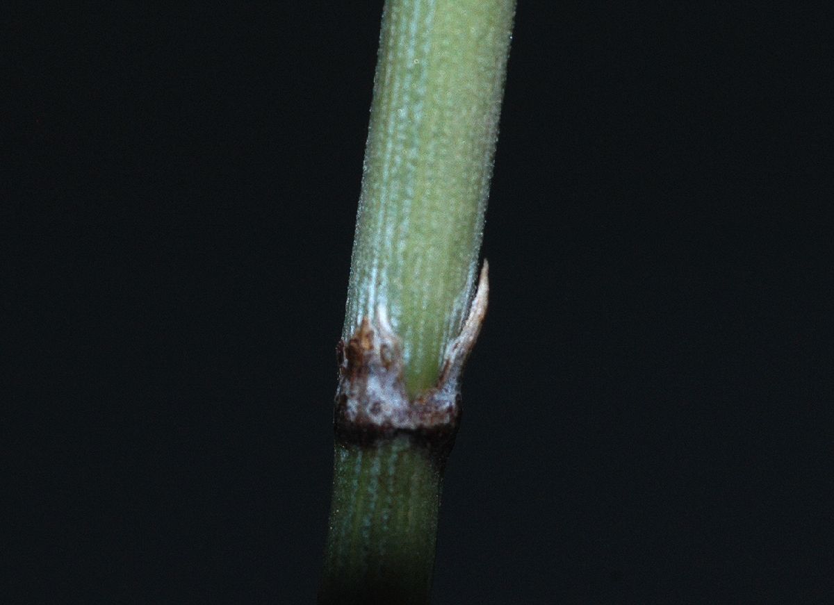 Ephedraceae Ephedra funerea