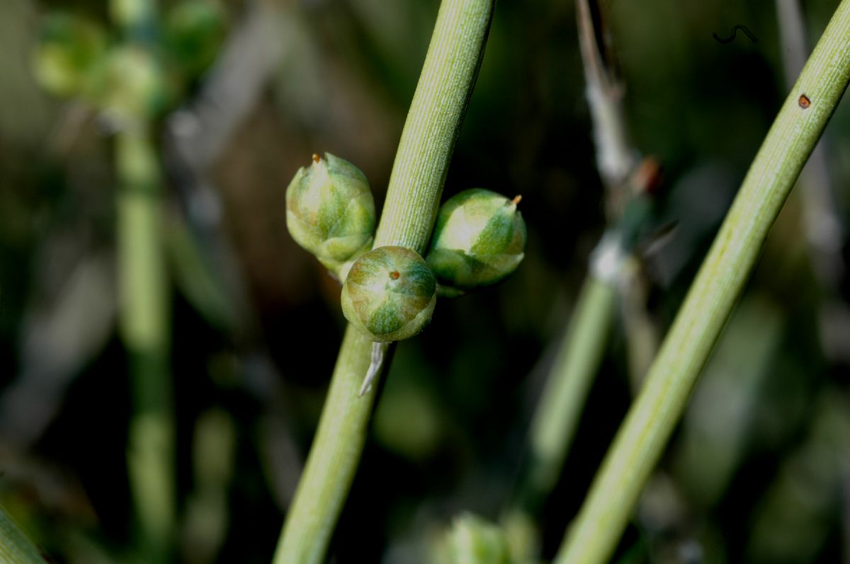 Ephedraceae Ephedra funerea