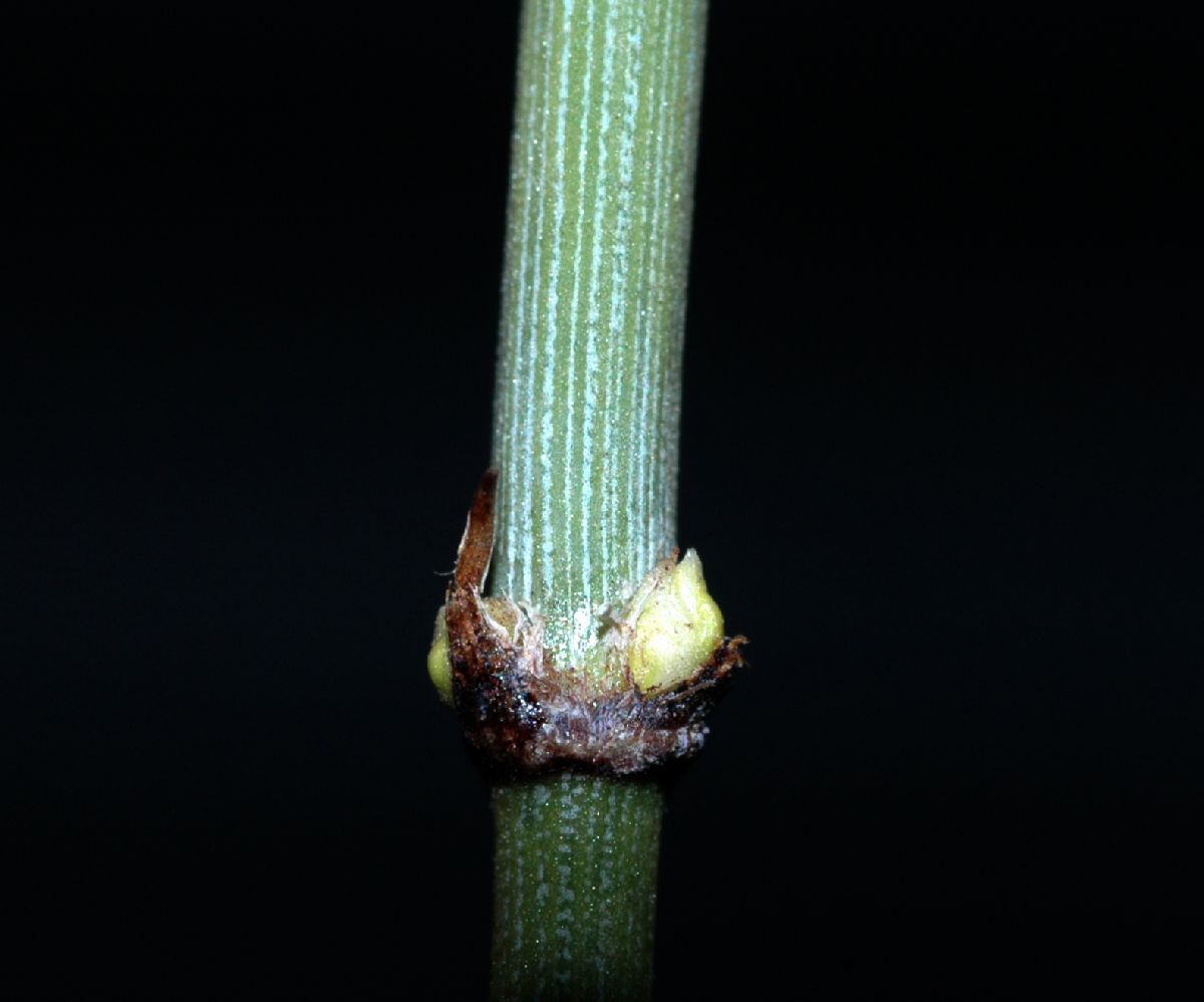 Ephedraceae Ephedra funerea