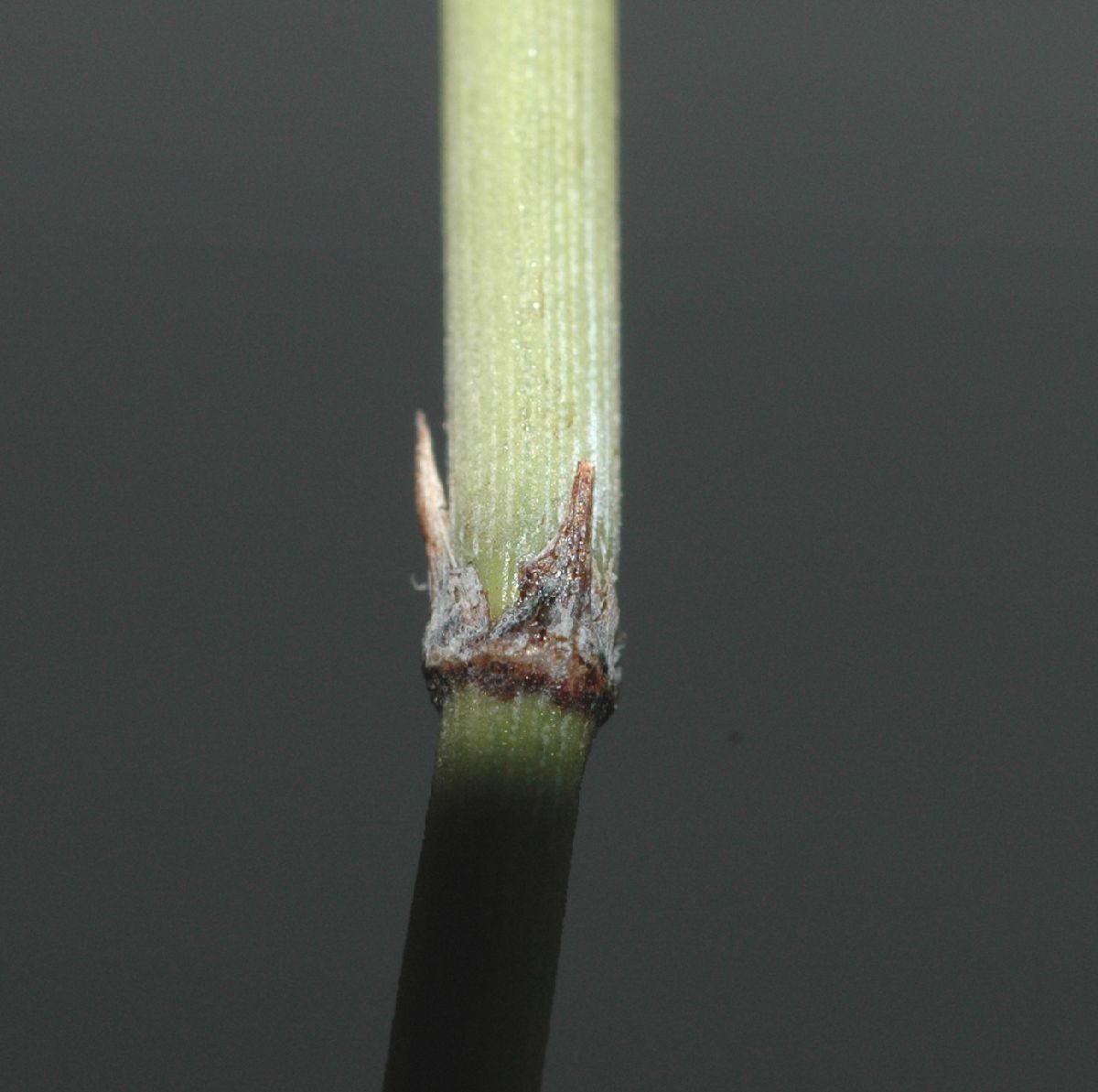 Ephedraceae Ephedra funerea