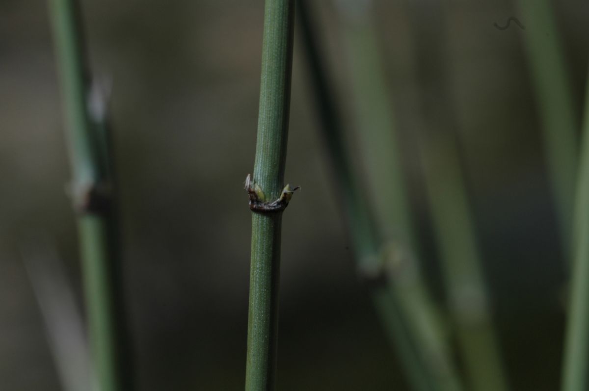 Ephedraceae Ephedra funerea