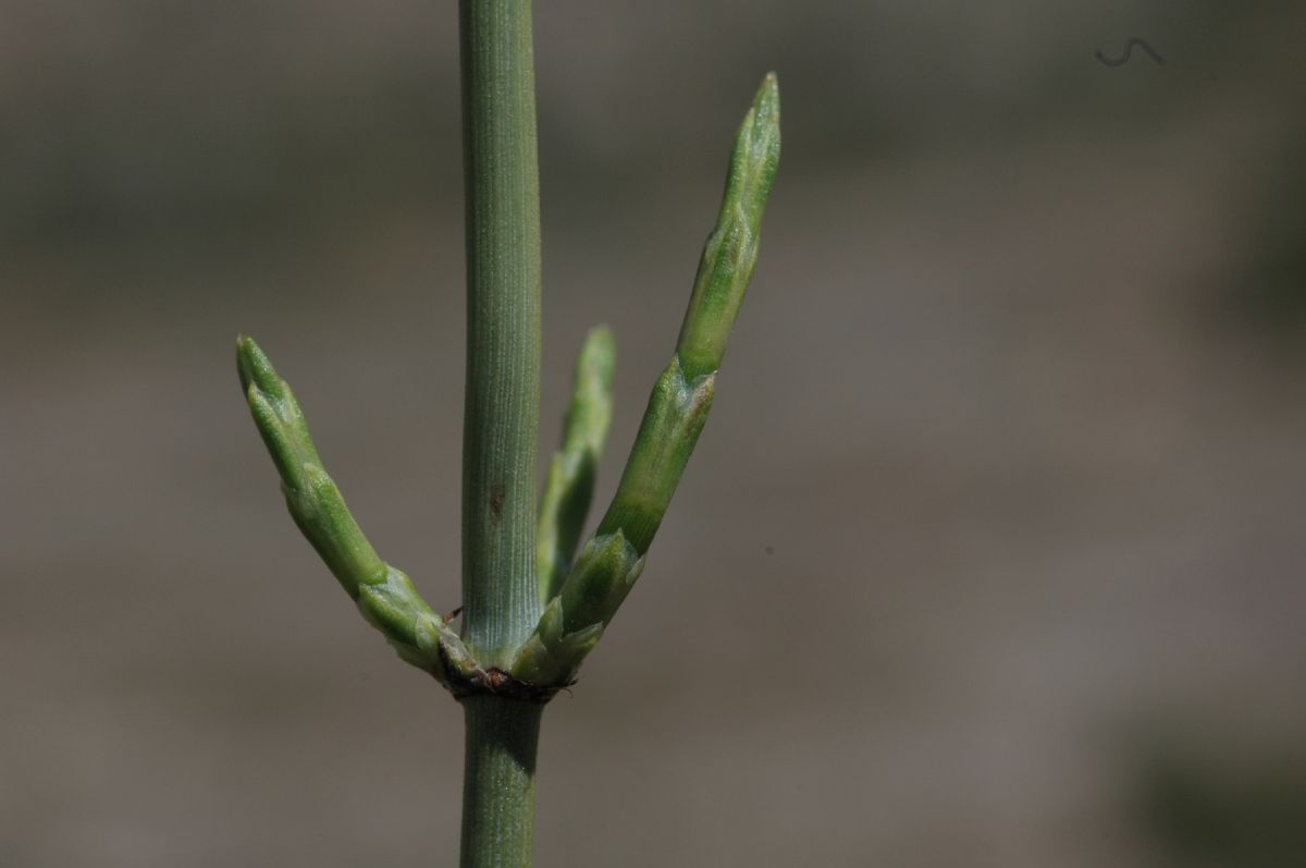 Ephedraceae Ephedra funerea