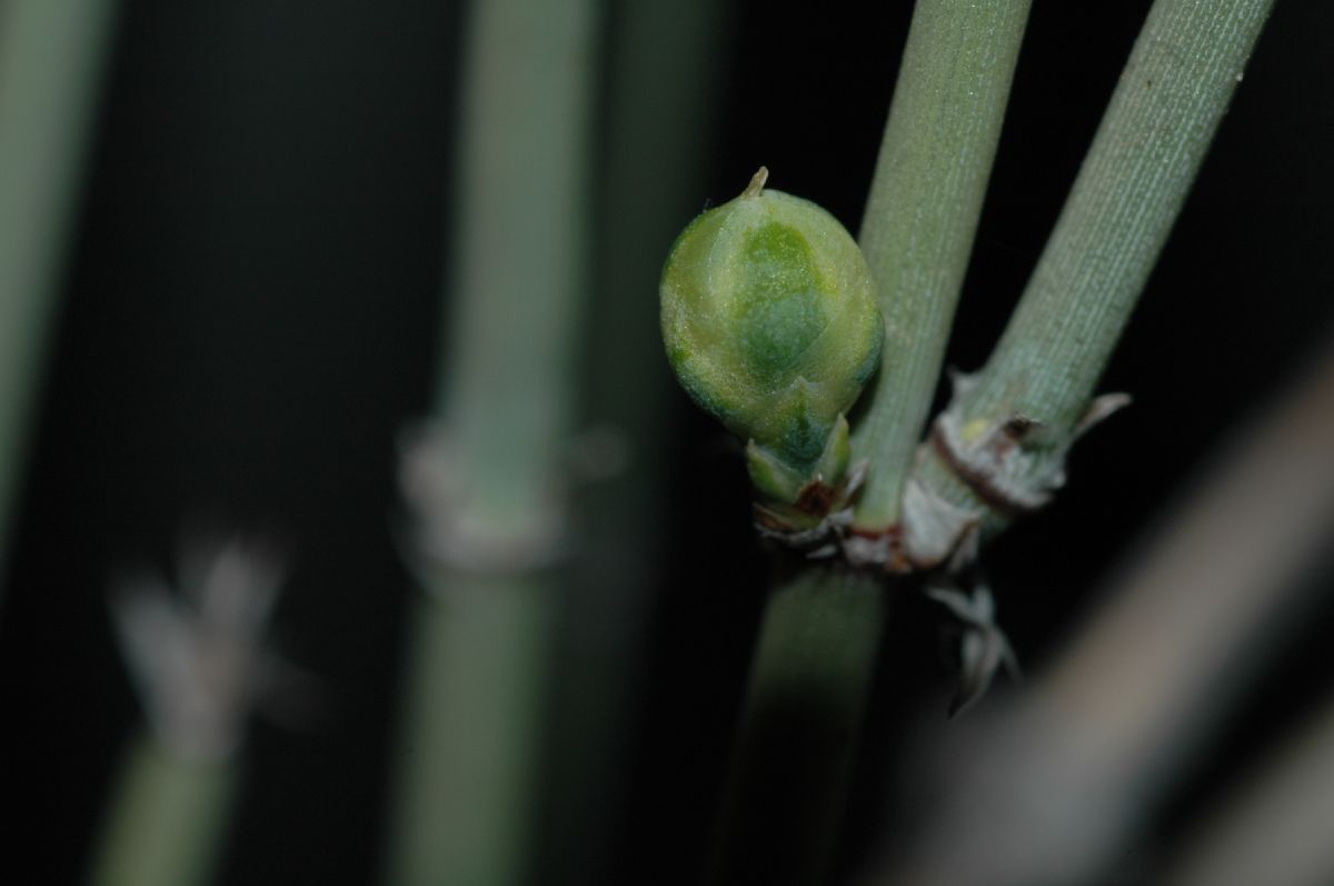 Ephedraceae Ephedra funerea