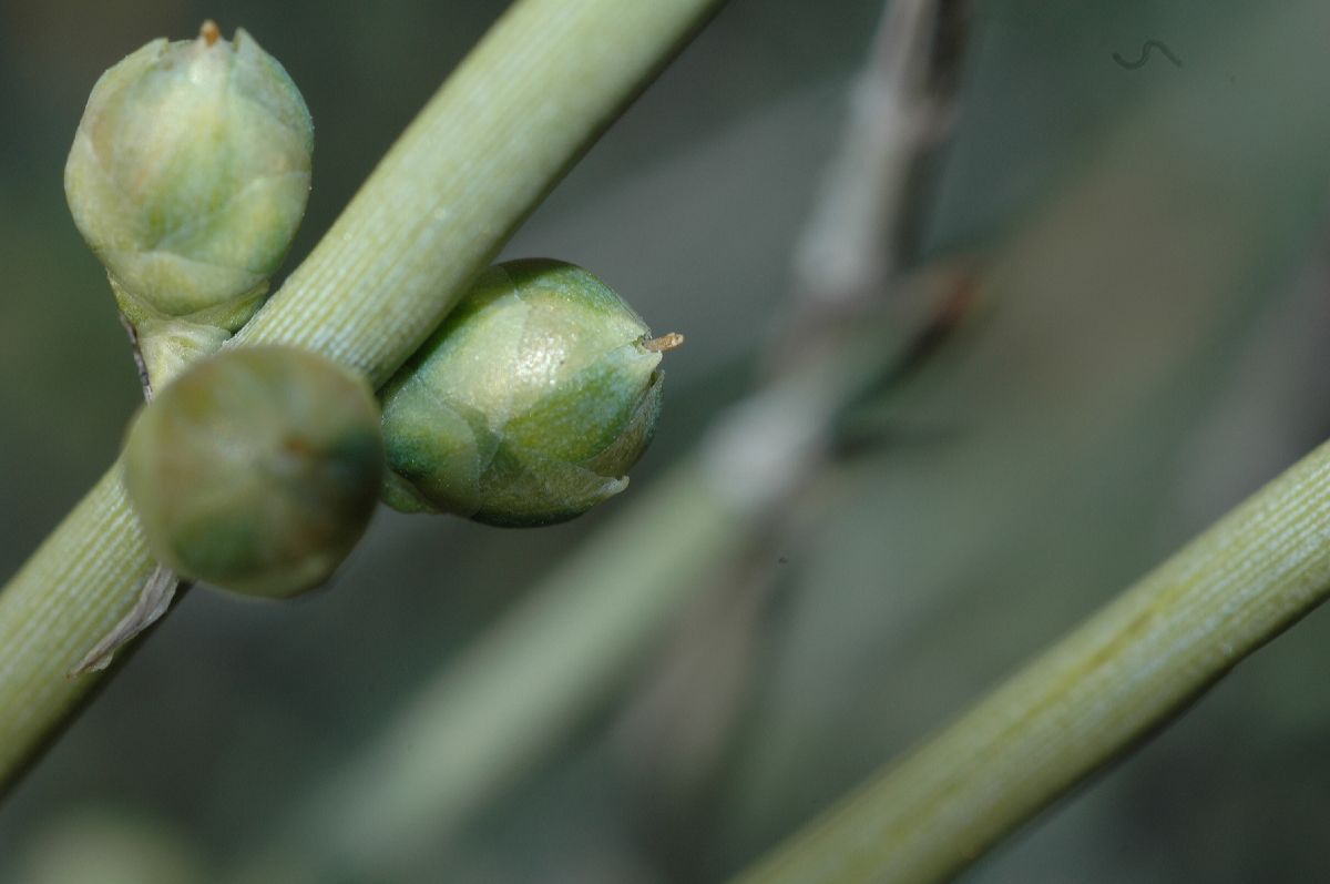 Ephedraceae Ephedra funerea