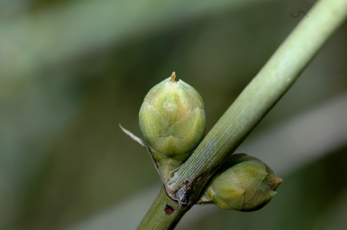 Ephedraceae Ephedra funerea