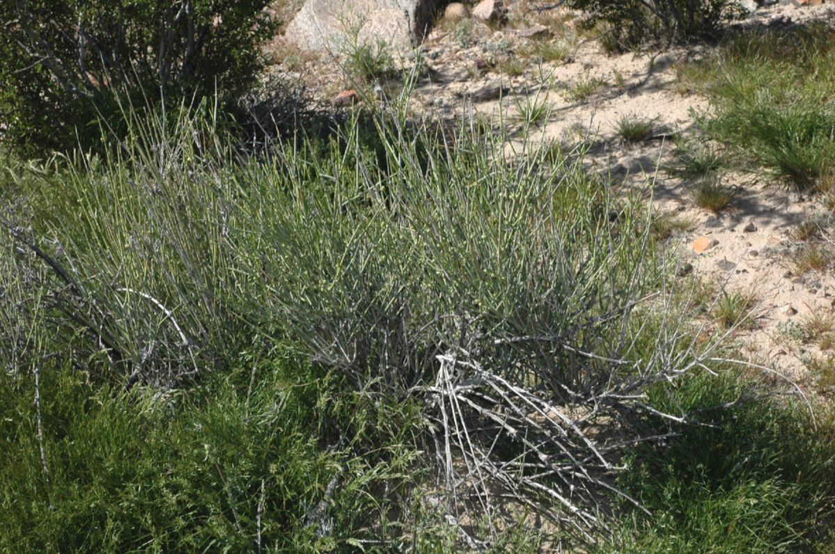 Ephedraceae Ephedra funerea