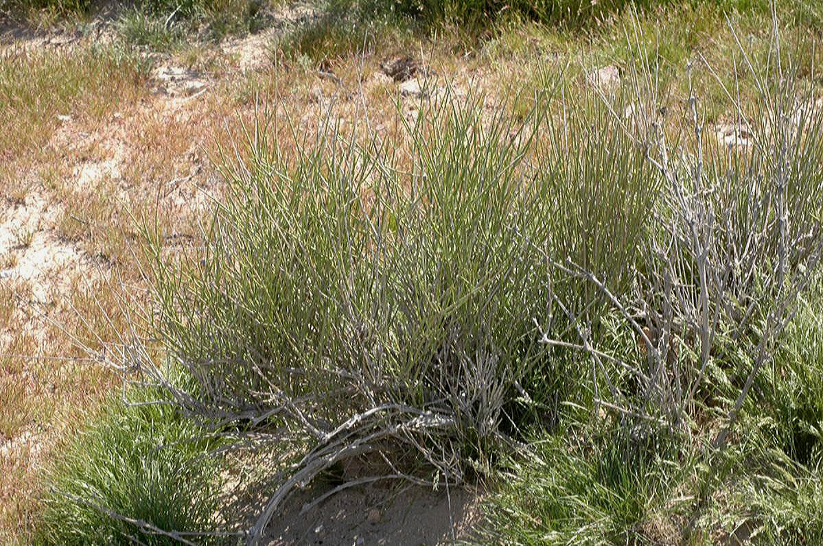 Ephedraceae Ephedra funerea