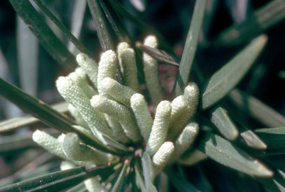 Podocarpaceae Podocarpus 