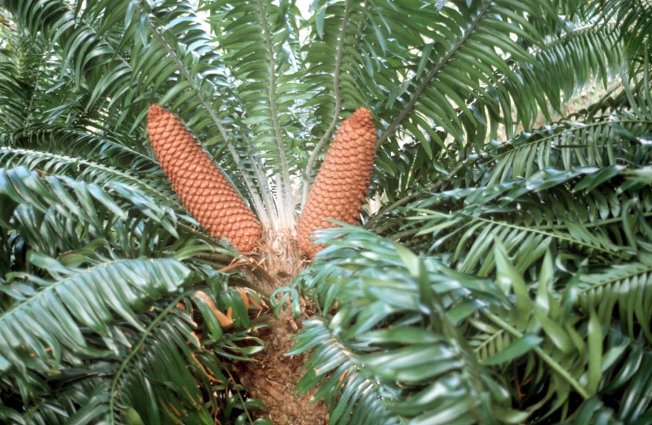 Zamiaceae Encephalartos gratus