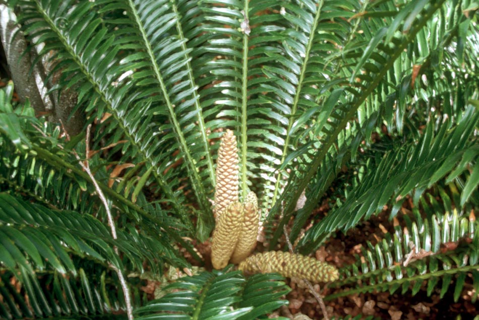 Zamiaceae Encephalartos hildebrandtii
