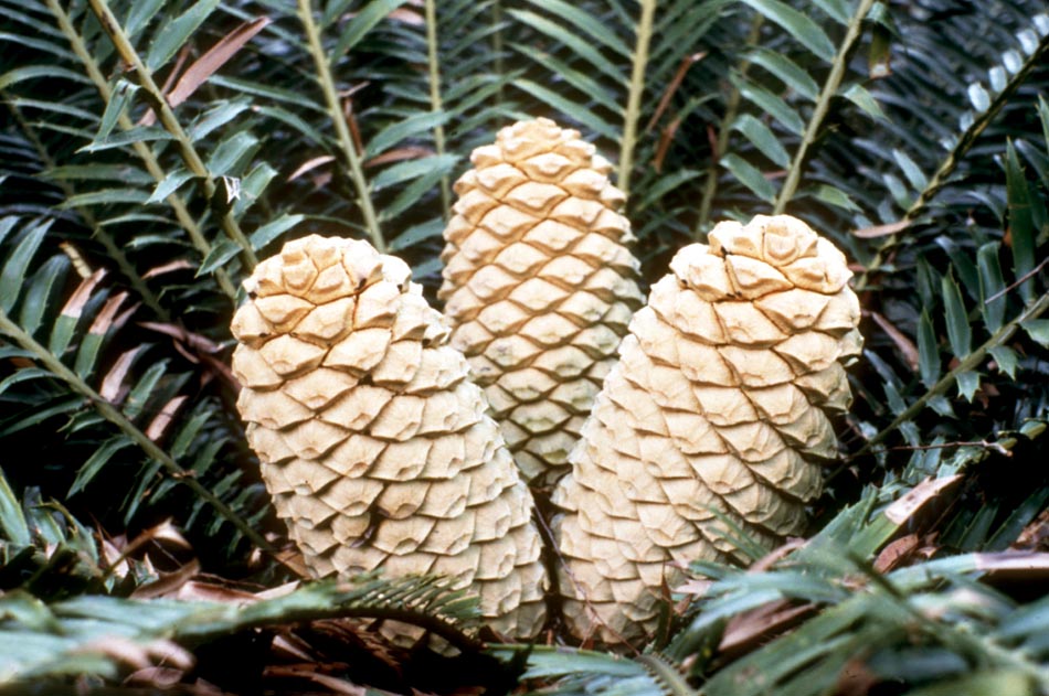 Zamiaceae Encephalartos inopinus