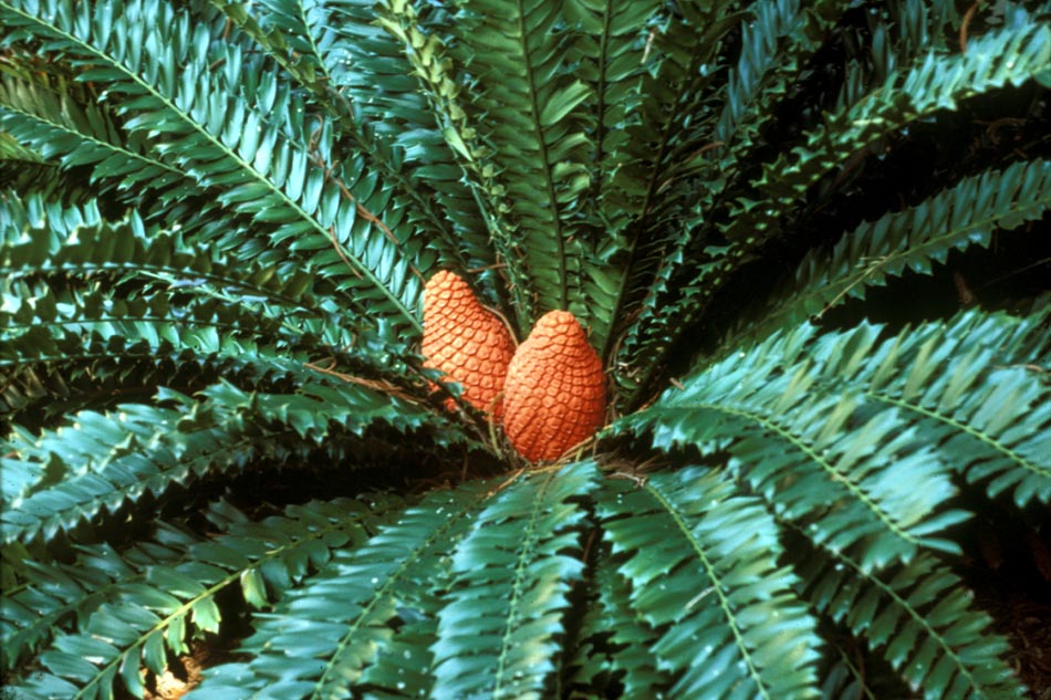 Zamiaceae Encephalartos ferox