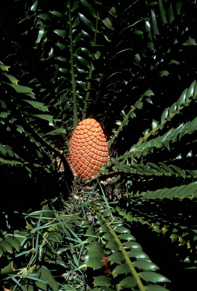 Zamiaceae Encephalartos ferox