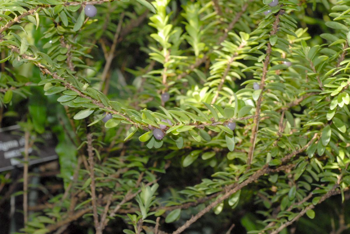 Ericaceae Disterigma rimbachii