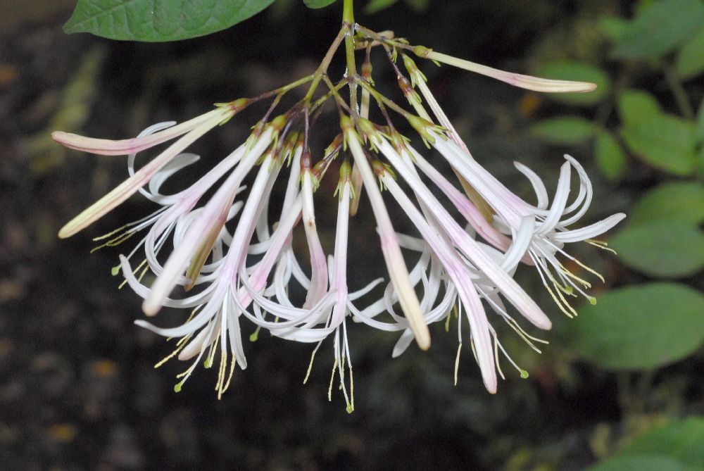 Rubiaceae Exostema lineatum