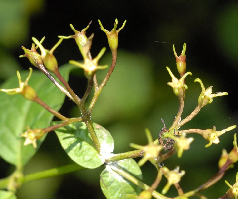 Rubiaceae Exostema lineatum