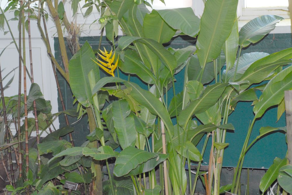 Heliconiaceae Heliconia flava