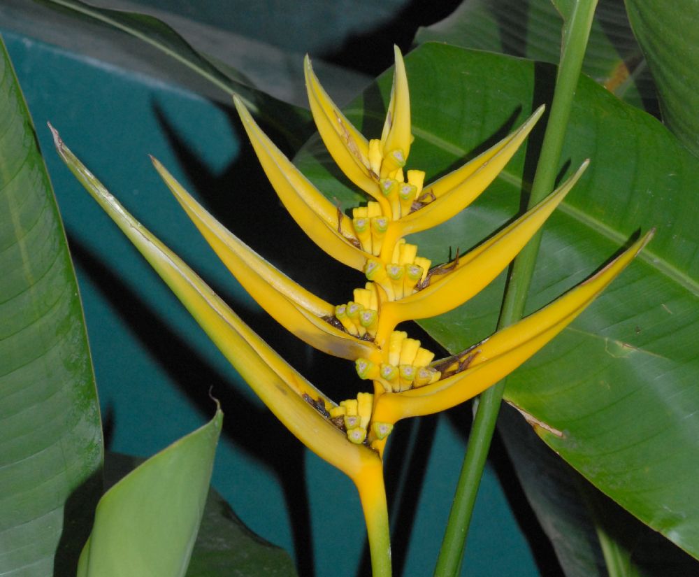 Heliconiaceae Heliconia flava