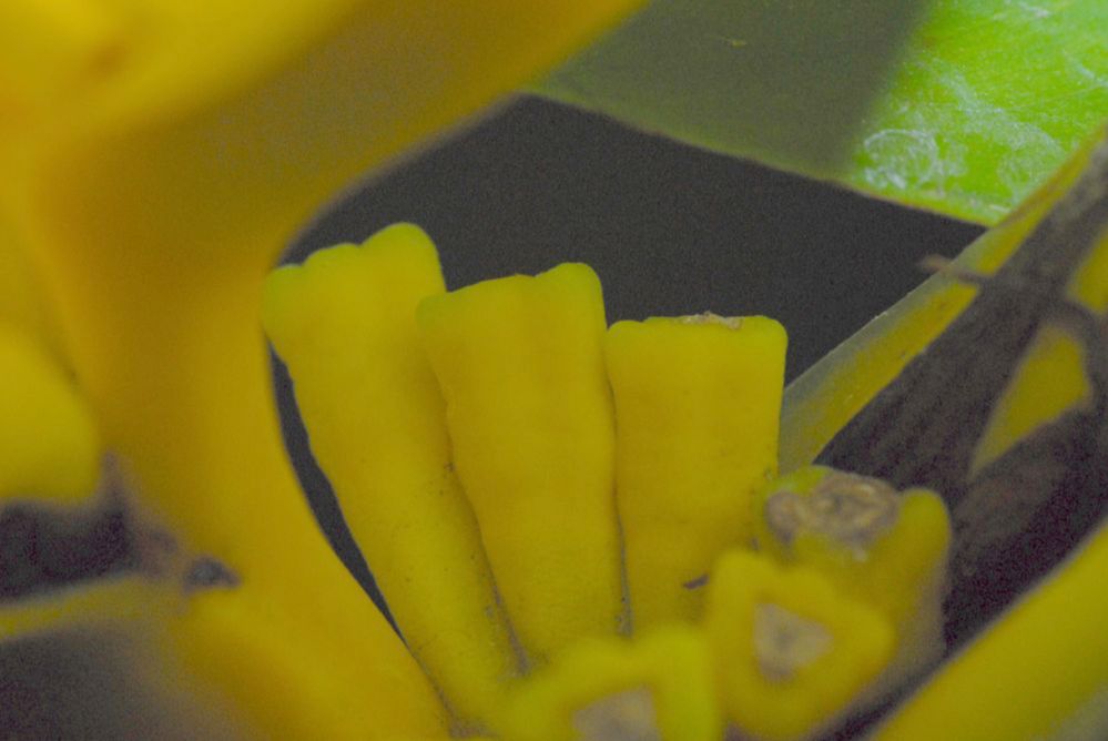 Heliconiaceae Heliconia flava