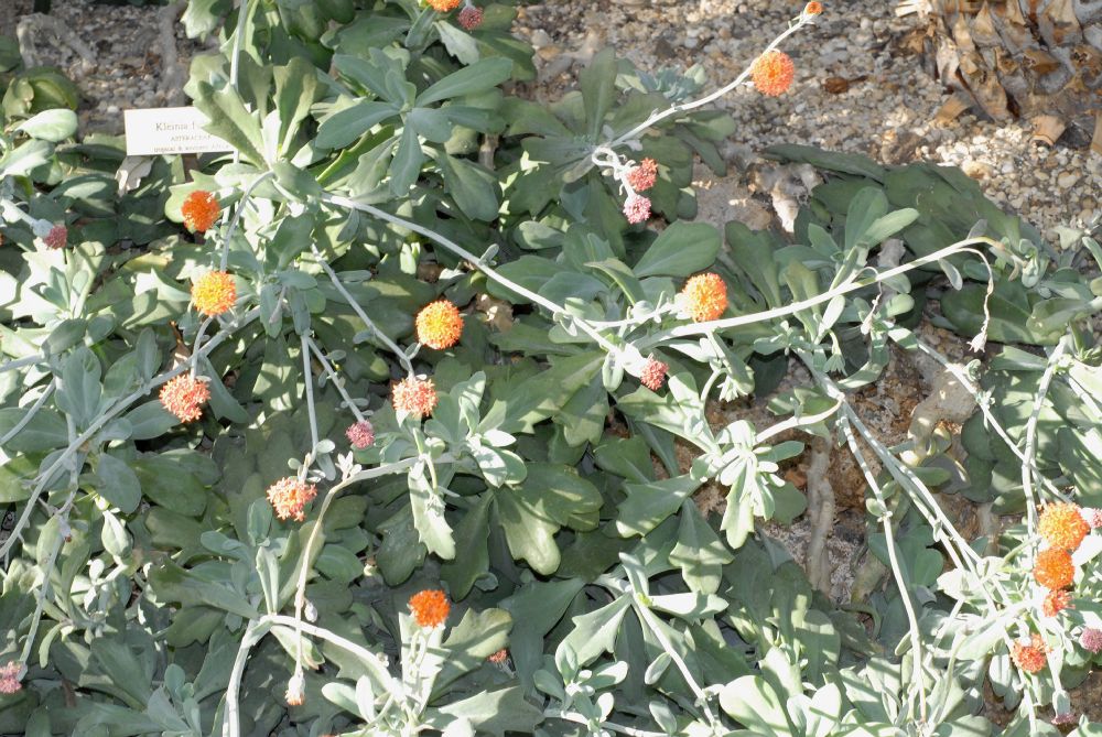 Asteraceae Kleinia fulgens