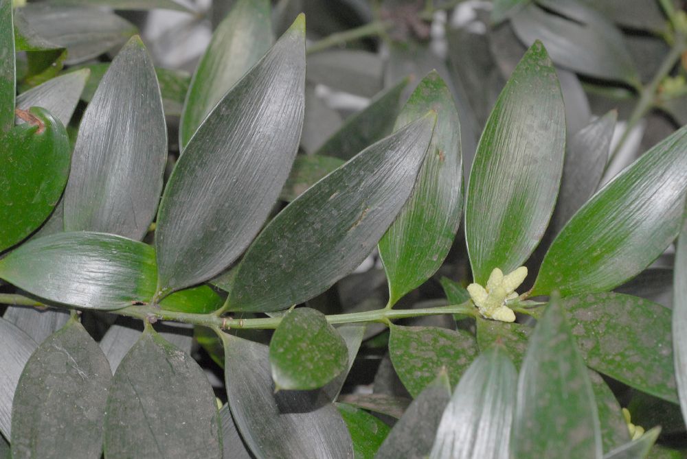 Podocarpaceae Nageia nagi