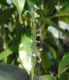 image of Sciaphyllum amoenum