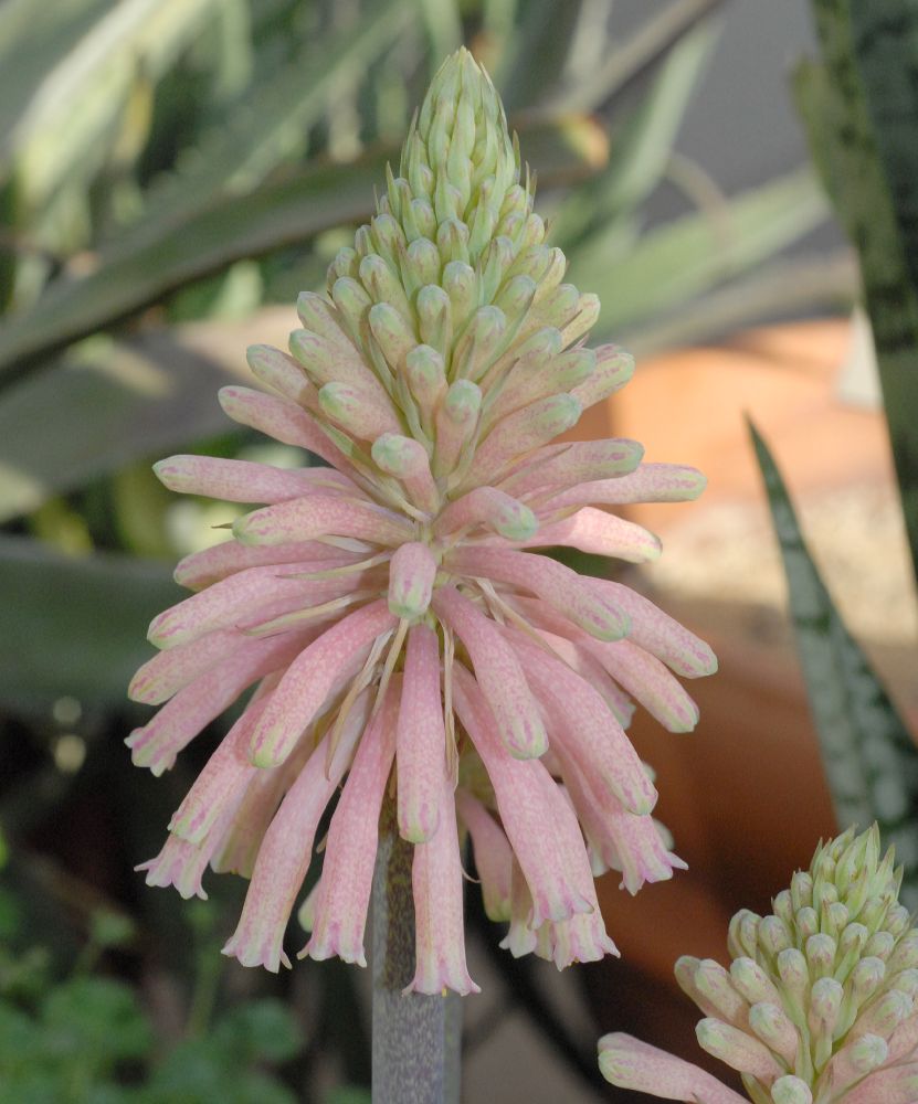 Hyacinthaceae Veltheimia capensis