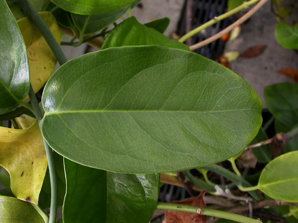 Austrobaileyaceae Austrobaileya scandens