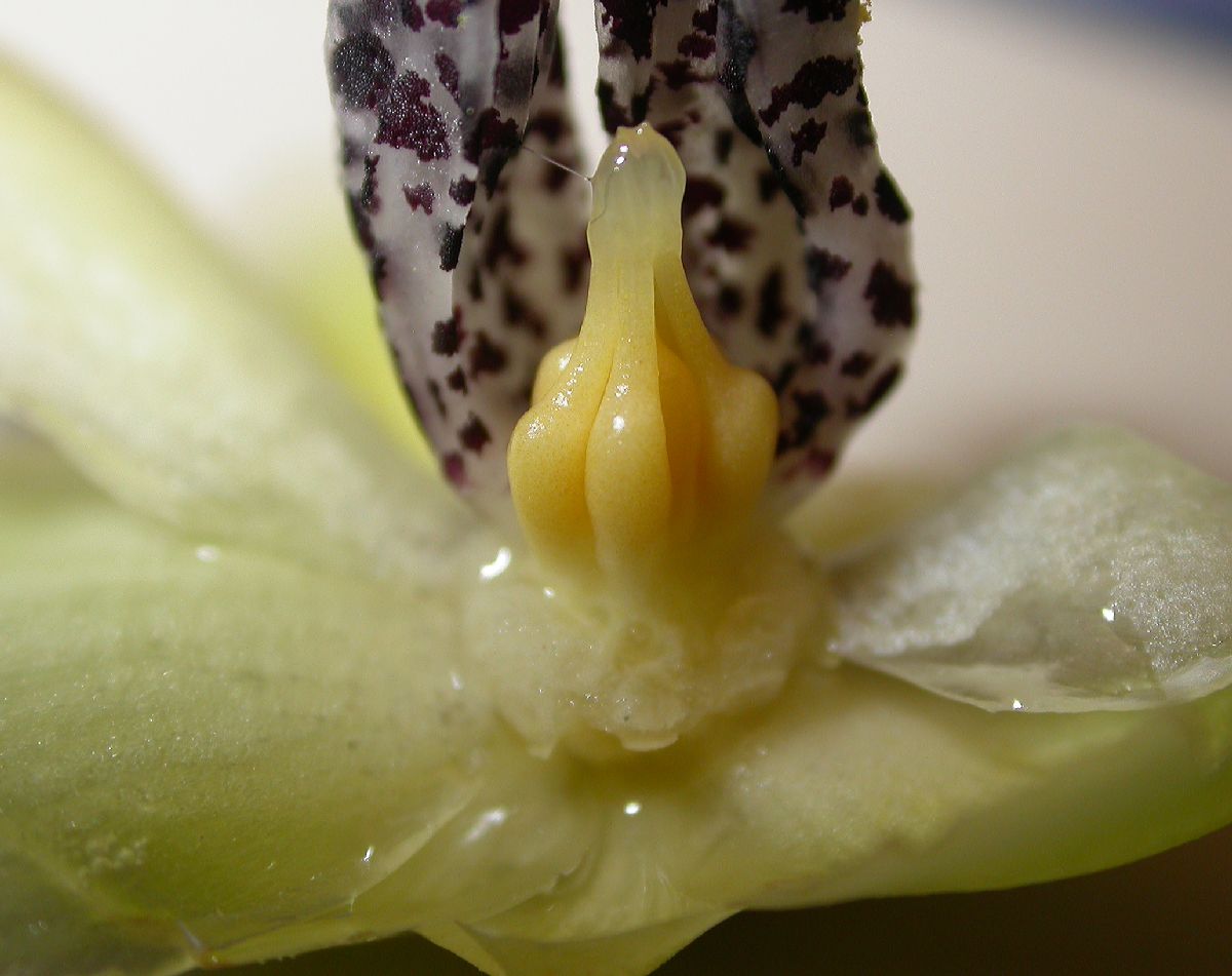 Austrobaileyaceae Austrobaileya scandens