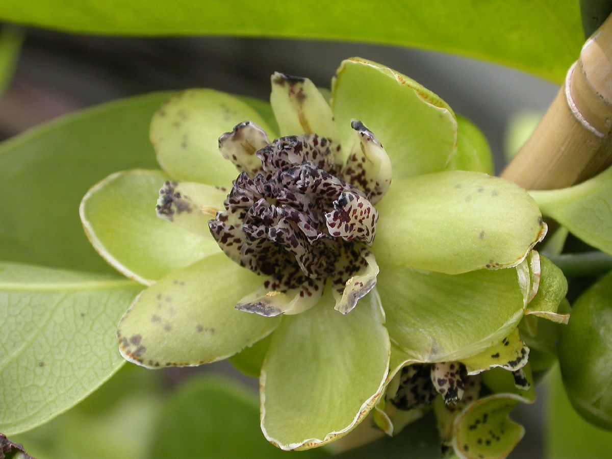 Austrobaileyaceae Austrobaileya scandens