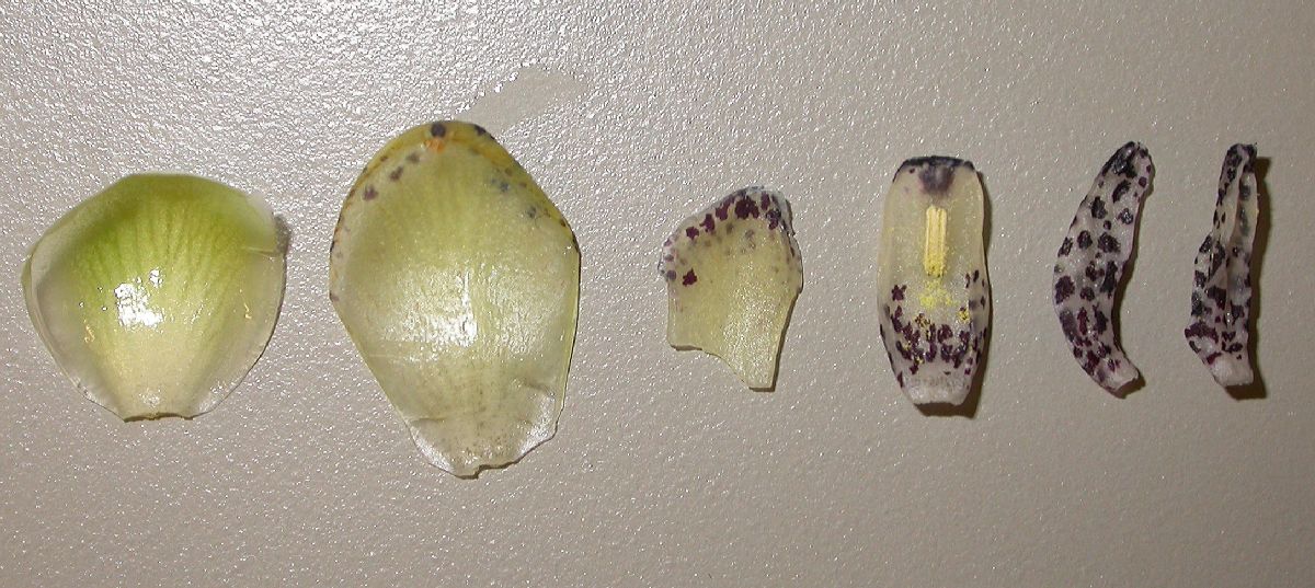 Austrobaileyaceae Austrobaileya scandens